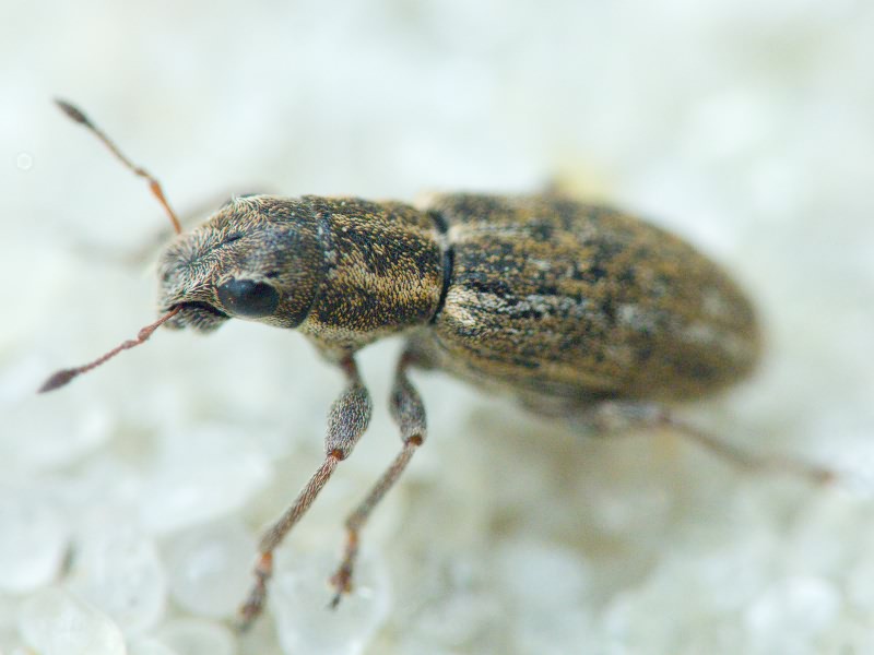 Sitona puncticollis Stephens, 1831